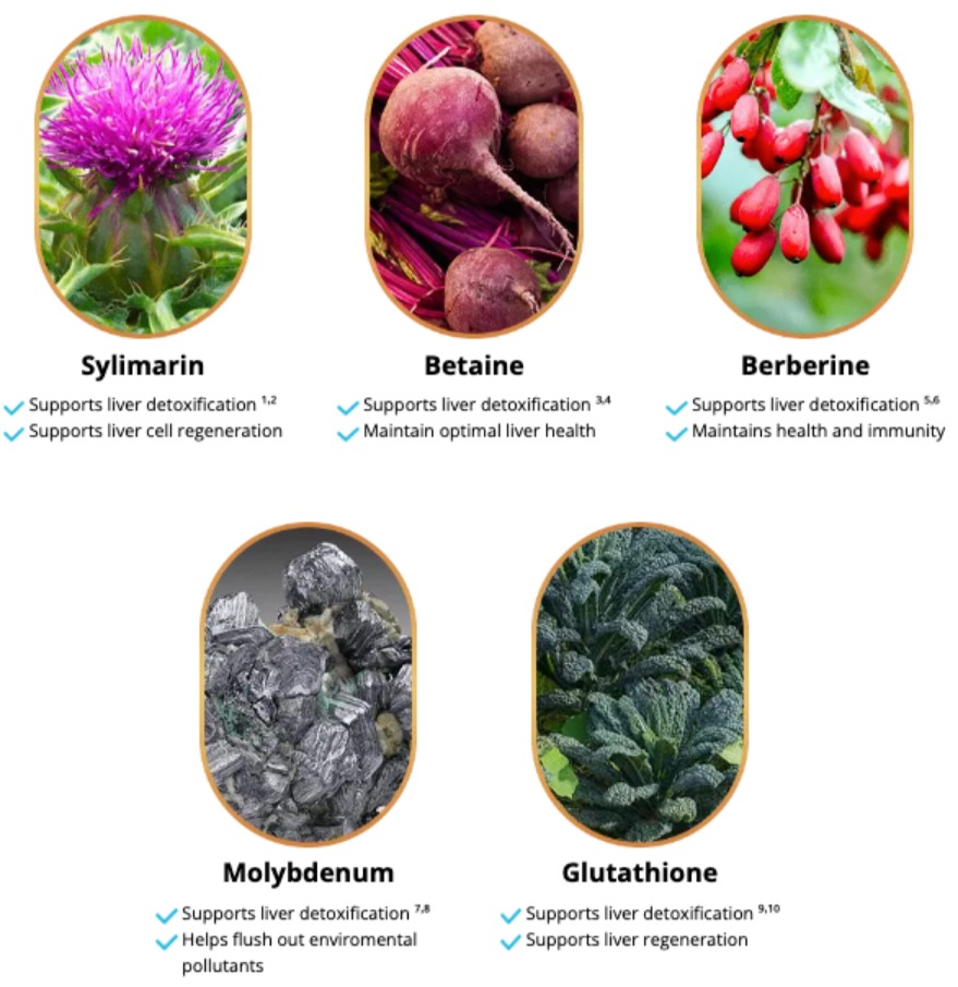 LIV PURE Dietary Supplement Ingredients